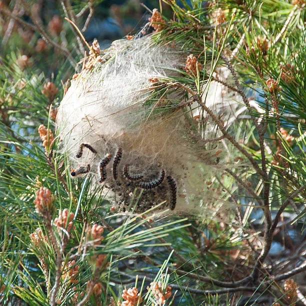 Traitement des pins infestés de chenilles processionnaires à Montpellier et ses environs.